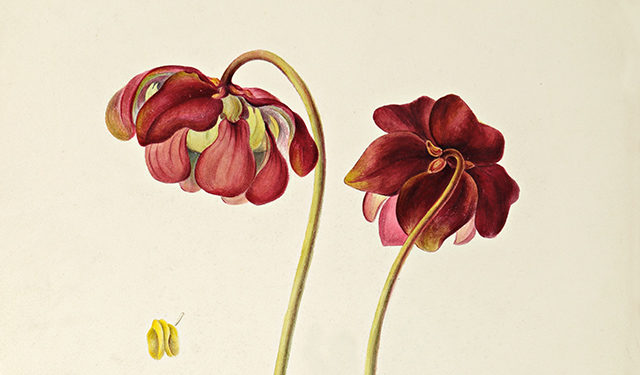 The Art of Botanical Illustration