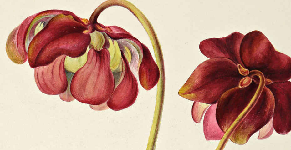 The Art of Botanical Illustration - McCord Museum
