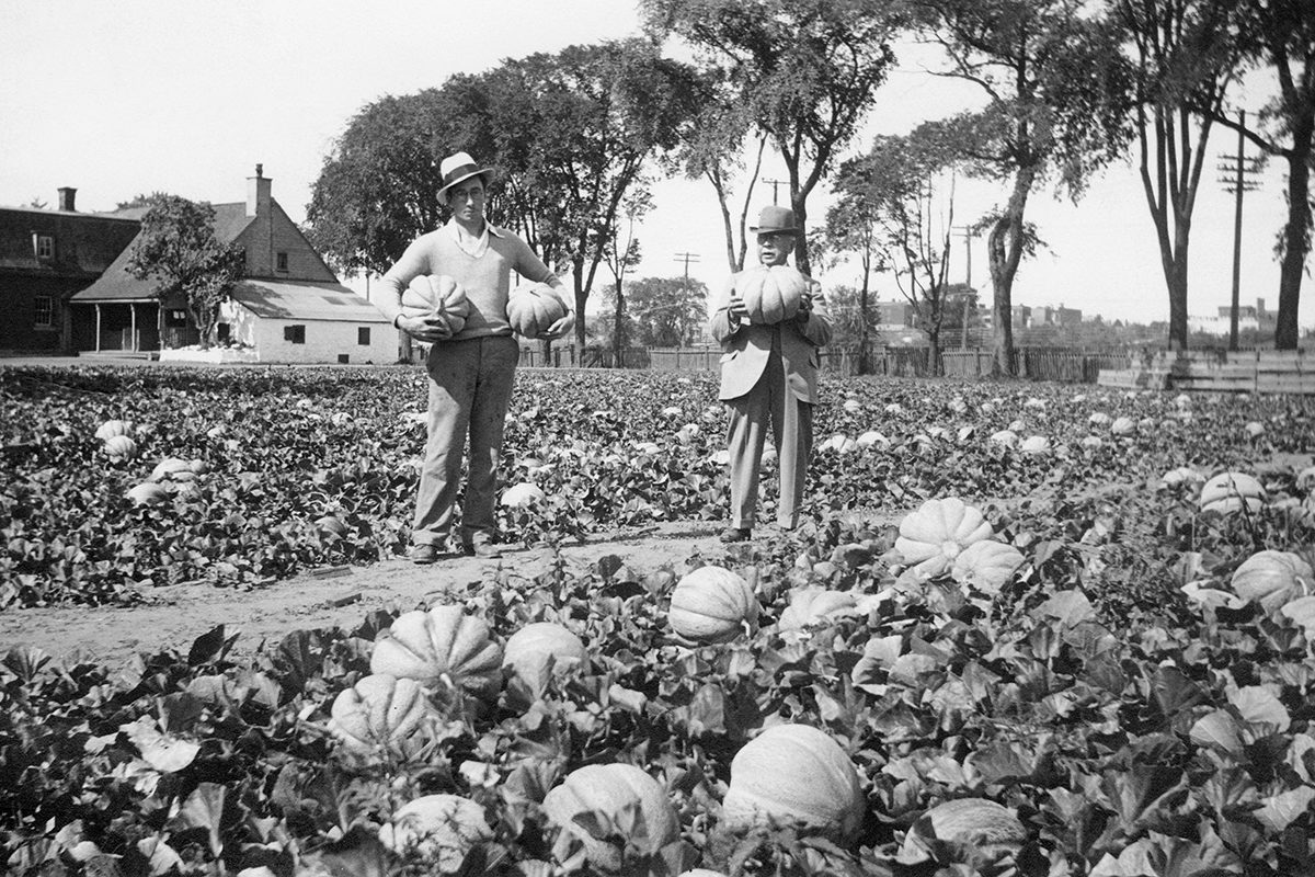 Photographe inconnu, <i>Melons de Montréal, Ferme Benny, chemin Upper-Lachine, Montréal</i>, vers 1930. Don de la succession de J. R. Beattie, MP-1989.27.3.21, Musée McCord Stewart