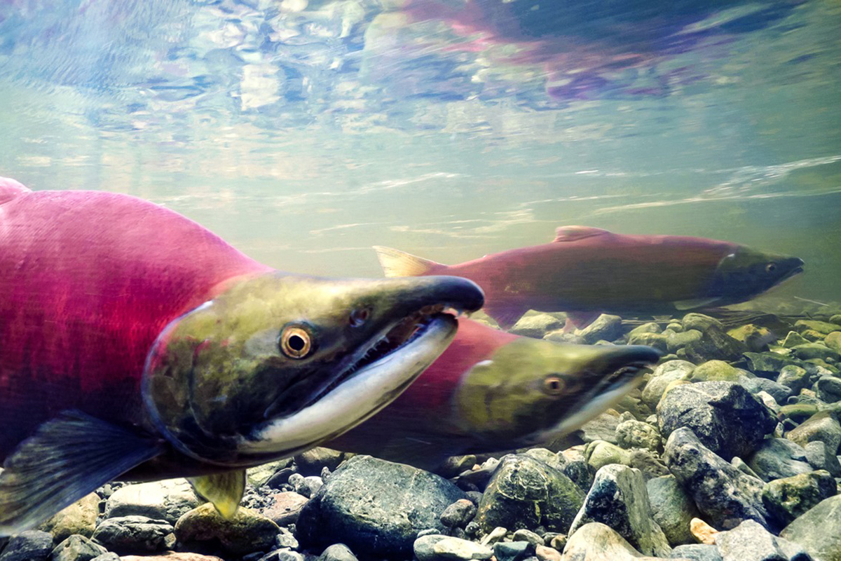 <em>The Salmon Forest Project</em>