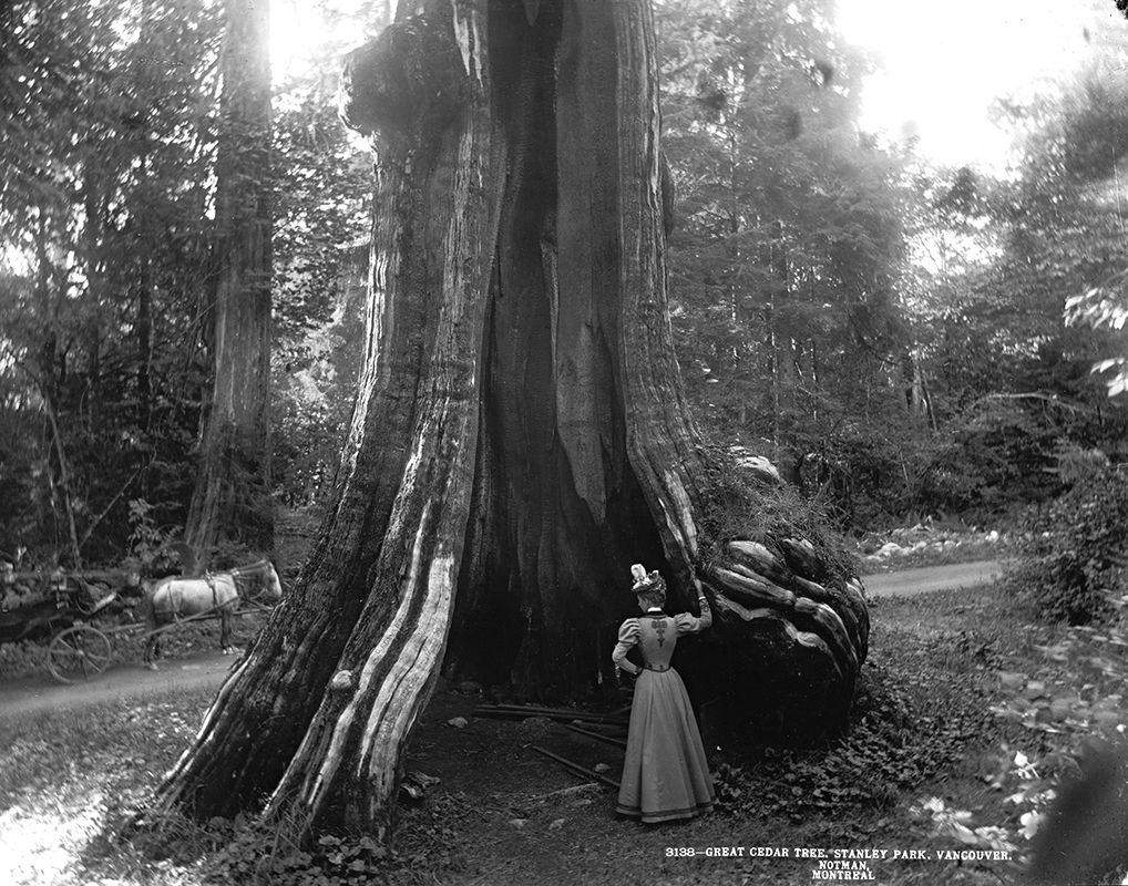 William McFarlane Notman, <i>Grand cèdre, parc Stanley, Vancouver, C.-B.</i>, 1897, Musée McCord Stewart, VIEW-3138