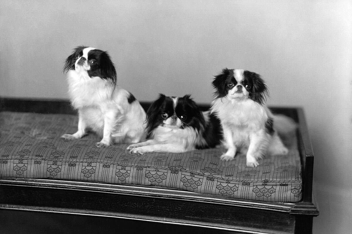 Wm. Notman & Son, <i>Les chiens de Mme McGill, Montréal</i>, 1913, Musée McCord-Stewart, II-200375