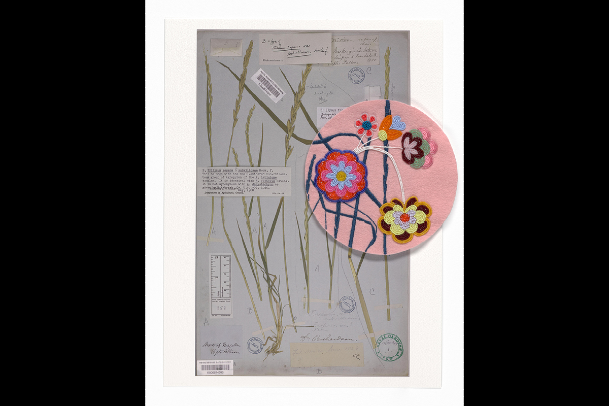 Portails : l’herbe indésirable / Portals: a weed, 2026, Carrie Allison