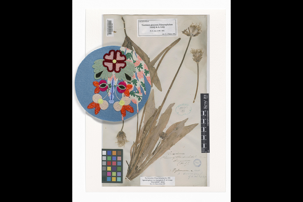 Portails : ces pochettes qui renferment des graines / Portals: there are pockets that hold seeds, 2026, Carrie Allison